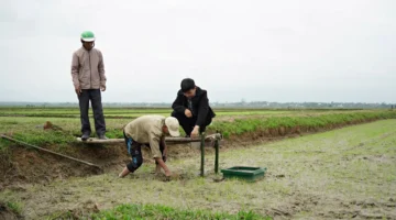 6000 هكتار.. خطة تطبيق نظام الري التبادلي بحقول الأرز خلال الموسم المقبل